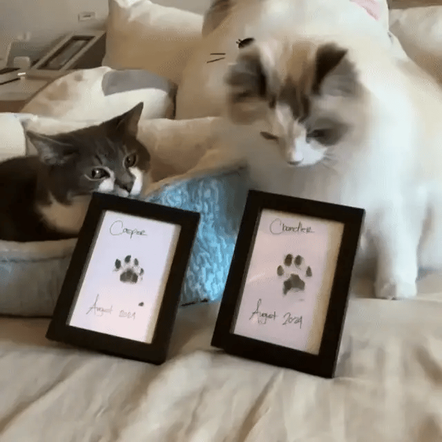 Kit d'empreinte à l'encre pour chat